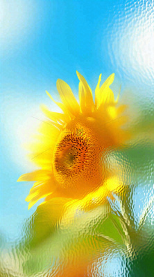 蓝天白云向日葵新鲜黄色花束，清新朦胧