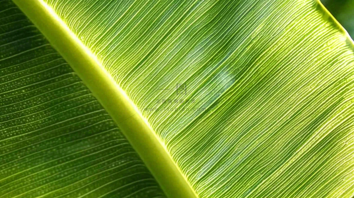香蕉树芭蕉叶绿色植物摄影图