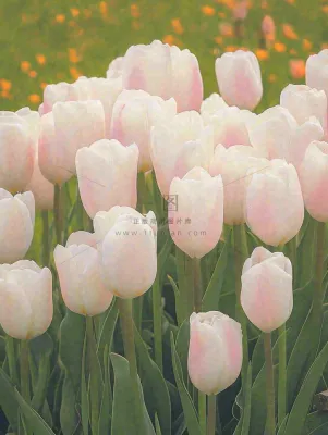 春天粉色郁金香花海绿叶温馨阳光,春分摄影图 春天粉色郁金香花海绿叶温馨阳光,春分摄影图