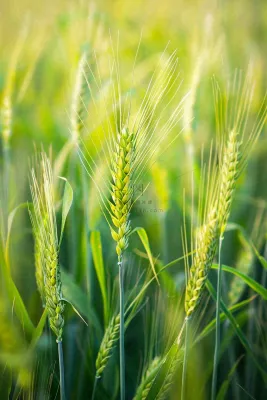 绿色小麦麦穗农田种植小满芒种摄影图