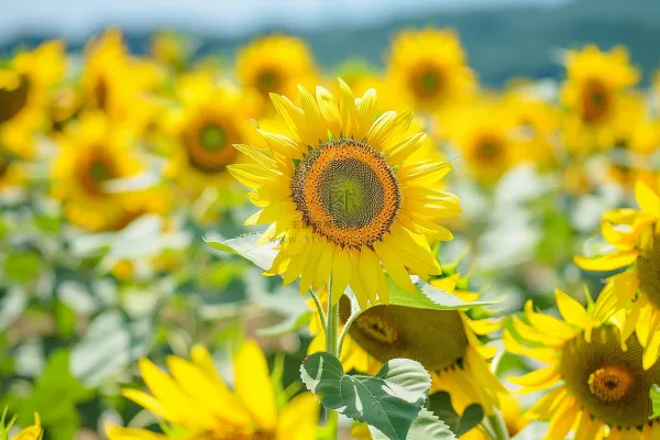 向日葵向阳鲜花摄影图 向日葵向阳鲜花摄影图