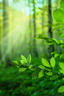 阳光绿叶森林大自然风景绿意春分夏至立夏清新摄影图
