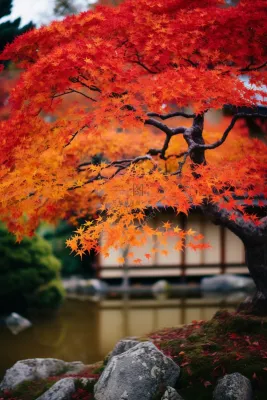 秋末雨过红枫叶苏州庭院风景摄影图