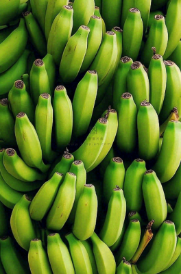 香蕉树芭蕉叶青香蕉水果摄影图 香蕉树芭蕉叶青香蕉水果摄影图