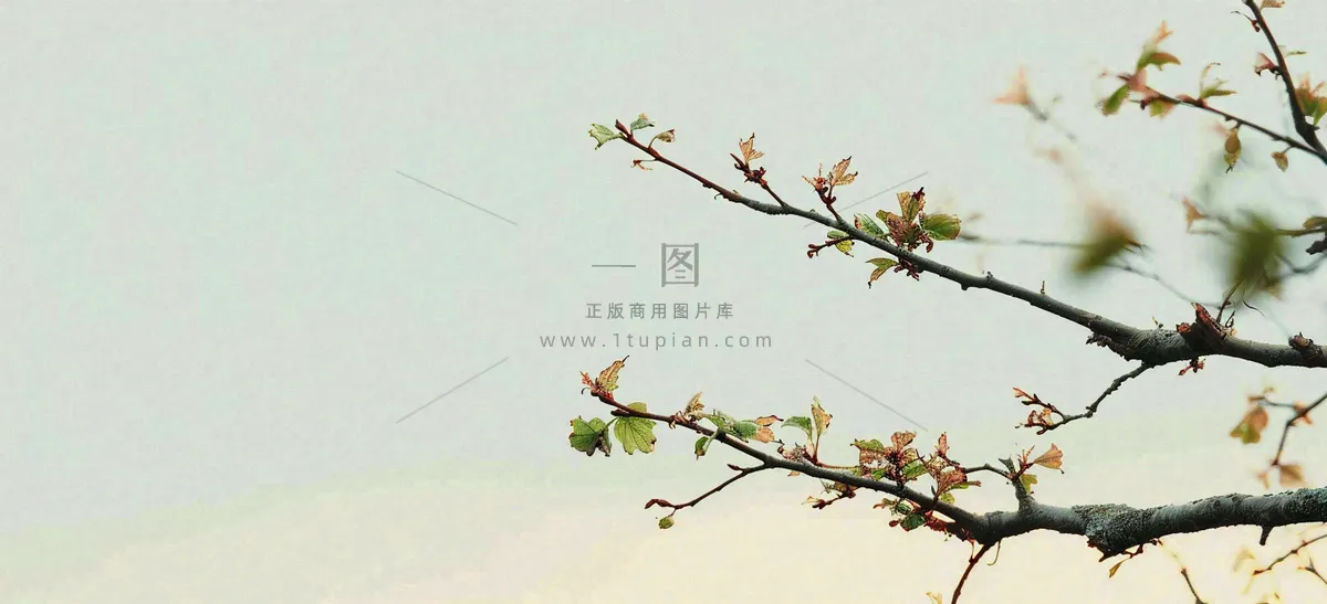 春天枝叶萌芽发芽绿叶，简约清新立春摄影图