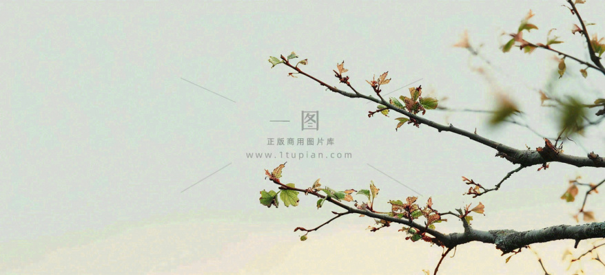 春天枝叶萌芽发芽绿叶,简约清新立春摄影图 春天枝叶萌芽发芽绿叶,简约清新立春摄影图