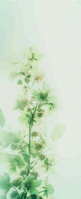 白色清新花朵朦胧唯美意境,鲜花摄影图 白色清新花朵朦胧唯美意境,鲜花摄影图