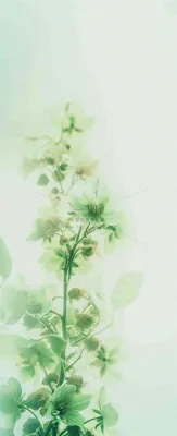 白色清新花朵朦胧唯美意境,鲜花摄影图 白色清新花朵朦胧唯美意境,鲜花摄影图