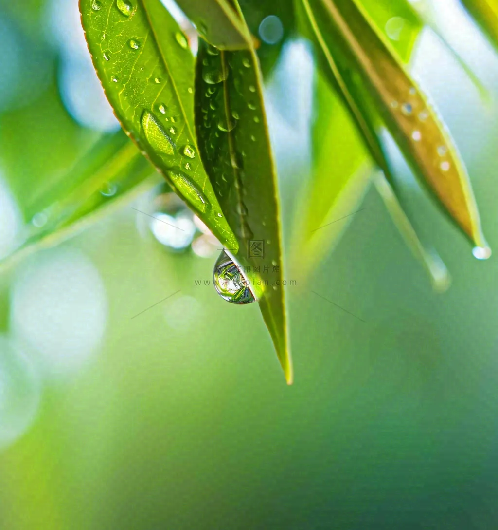 春天草地绿叶上的露珠，惊蛰雨水谷雨摄影图