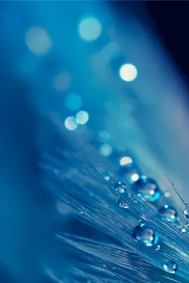 蓝色清新羽毛露珠节气海报背景 蓝色清新羽毛露珠节气海报背景