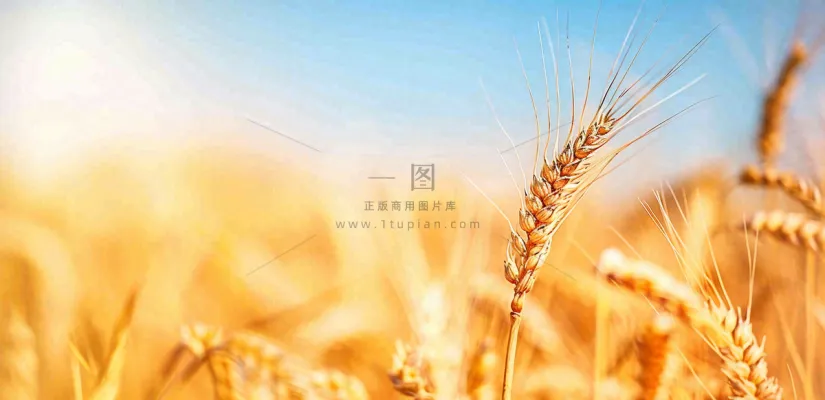 秋天成熟小麦地金黄小麦穗粮食芒种摄影图 秋天成熟小麦地金黄小麦穗粮食芒种摄影图