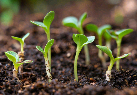 春天抽新芽发芽黑土地立春惊蛰摄影图