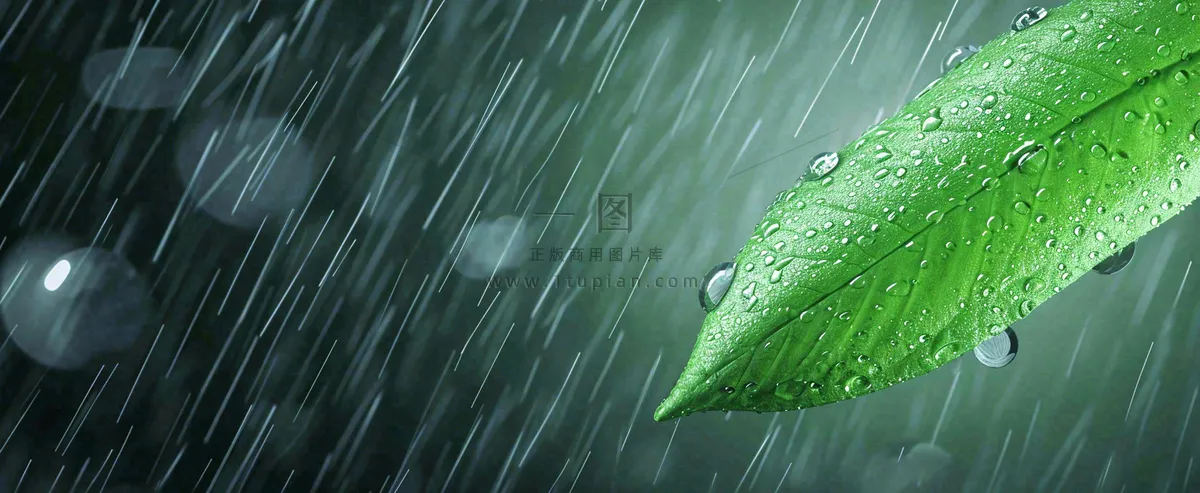 春天下雨天树叶草叶上的露珠水珠，谷雨雨水摄影图