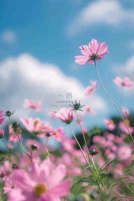 春夏粉色花朵自然清晰大自然风景花丛摄影图 春夏粉色花朵自然清晰大自然风景花丛摄影图