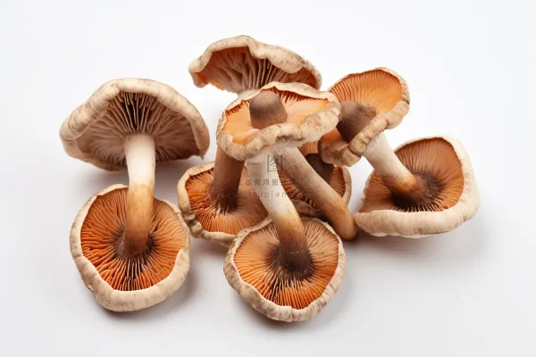 香菇蘑菇干货实物菌类摄影图