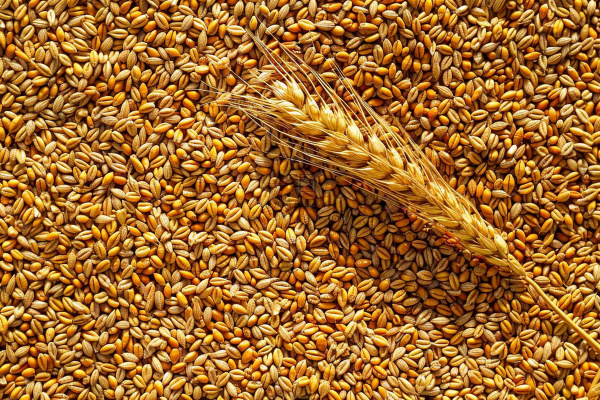 小麦粮食收成秋天立秋秋分摄影图