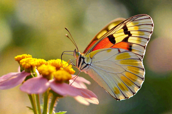 蝴蝶昆虫春天植物摄影图