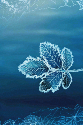 冬天树叶上结着白霜霜降摄影图