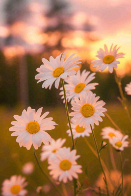 落日小花小草花朵特写，郊游玩耍意境摄影图