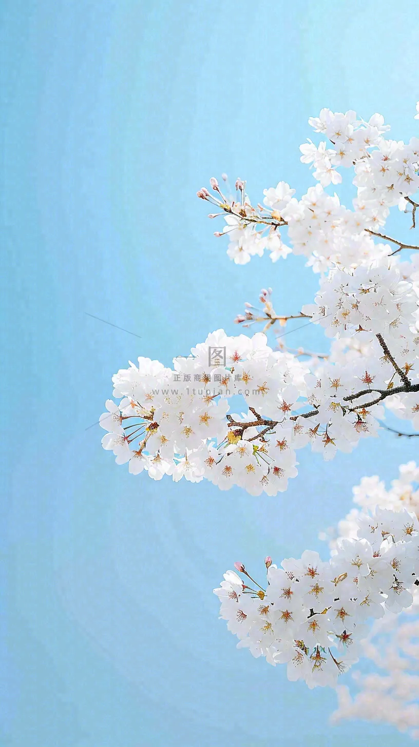 春天开满花朵的树冠仰拍蓝色天空，立春，春分摄影图