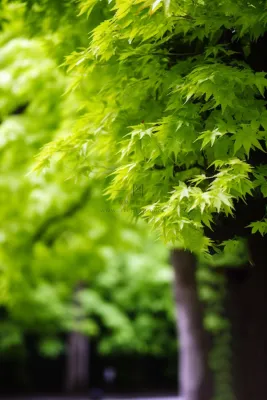 春天大树抽新芽嫩叶绿叶摄影图