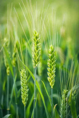 绿色小麦麦穗农田种植小满芒种摄影图