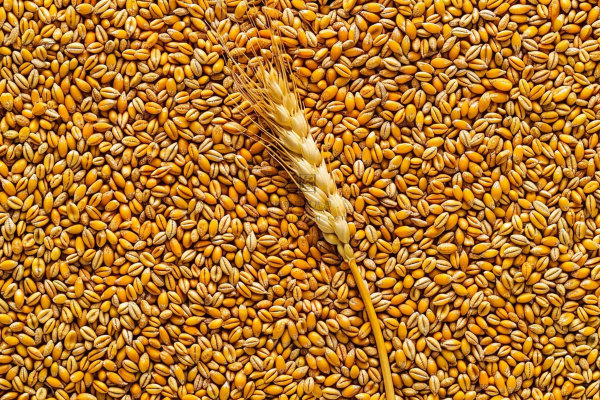 小麦粮食收成秋天立秋秋分摄影图 小麦粮食收成秋天立秋秋分摄影图