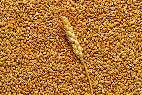 小麦粮食收成秋天立秋秋分摄影图 小麦粮食收成秋天立秋秋分摄影图