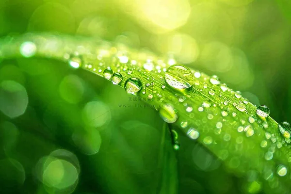 春天草丛叶片上挂满露珠雨滴立春春分雨水谷雨摄影图 春天草丛叶片上挂满露珠雨滴立春春分雨水谷雨摄影图