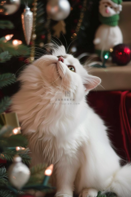 猫咪宠物猫可爱动物摄影图