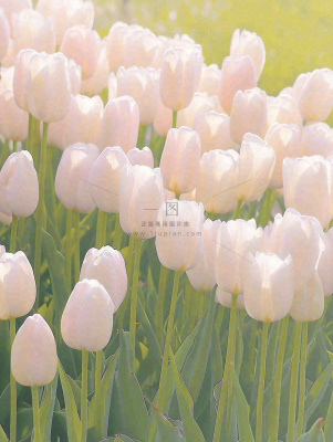 春天粉色郁金香花海绿叶温馨阳光，春分摄影图