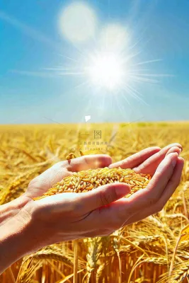 金黄的稻田手捧粮食珍惜粮食芒种世界粮食日摄影图 金黄的稻田手捧粮食珍惜粮食芒种世界粮食日摄影图