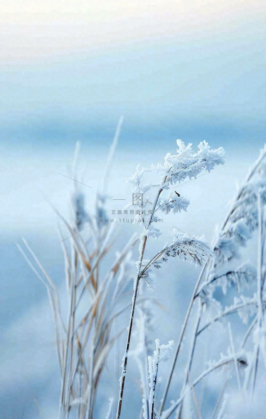 冬天白雪地里的芦苇植物小寒大寒寒露霜降摄影图