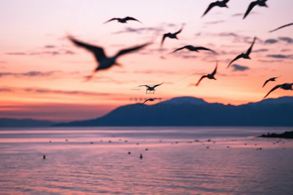 海边晚霞海鸥飞过夕阳摄影图