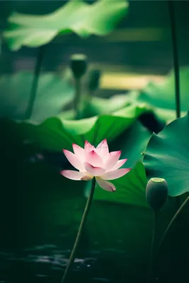 清爽绿色荷花大气节气海报背景 清爽绿色荷花大气节气海报背景