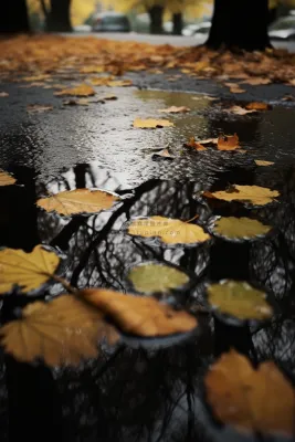 秋天雨天掉落地上的落叶黄叶摄影图