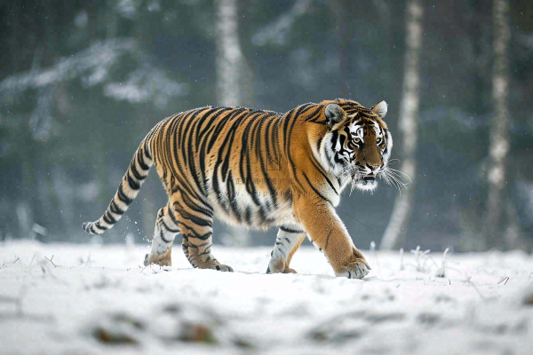 东北虎冬天雪地里嬉戏行走的老虎摄影图