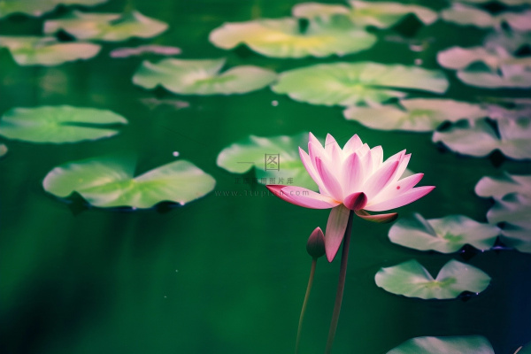 绿色清爽荷花节气背景 绿色清爽荷花节气背景