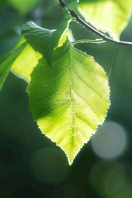 春夏阳光下的绿叶树叶绿荫立夏小暑大暑摄影图
