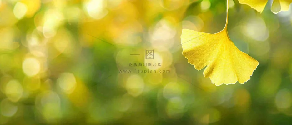 秋天美景银杏叶阳光唯美立秋摄影图