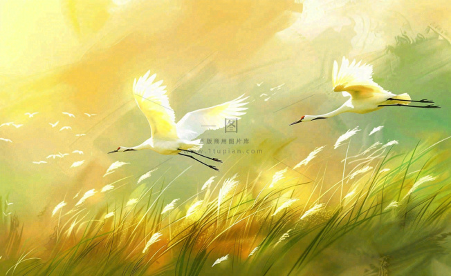 秋天白鹭飞鹤芦苇丛白露寒露节气插画背景
