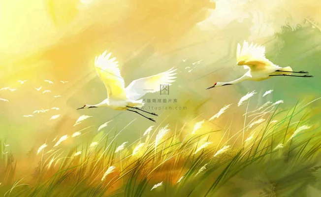 秋天白鹭飞鹤芦苇丛白露寒露节气插画背景