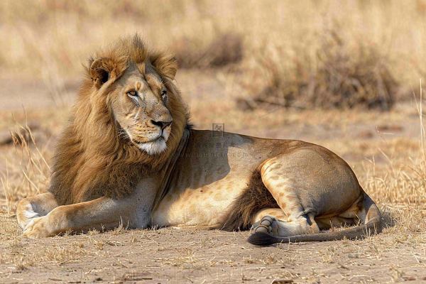 狮子雄狮动物非洲大草原保护动物摄影图
