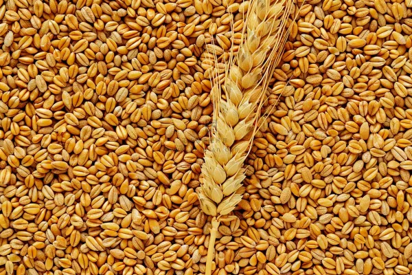 小麦粮食收成秋天立秋秋分摄影图