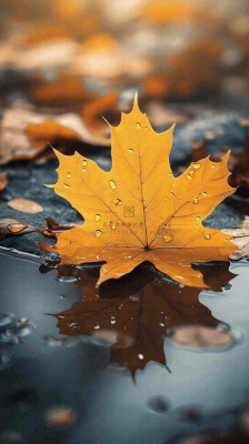 秋天黄色秋叶落叶雨天特写故事感,秋分立秋摄影图 秋天黄色秋叶落叶雨天特写故事感,秋分立秋摄影图