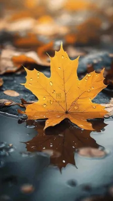 秋天黄色秋叶落叶雨天特写故事感,秋分立秋摄影图 秋天黄色秋叶落叶雨天特写故事感,秋分立秋摄影图