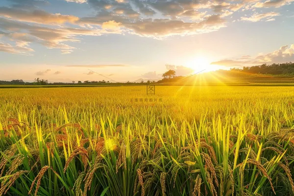 清晨日出朝霞云层摄影图