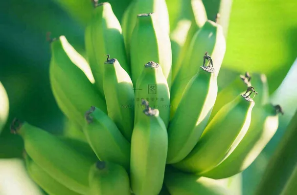 香蕉树芭蕉叶青香蕉水果摄影图 香蕉树芭蕉叶青香蕉水果摄影图