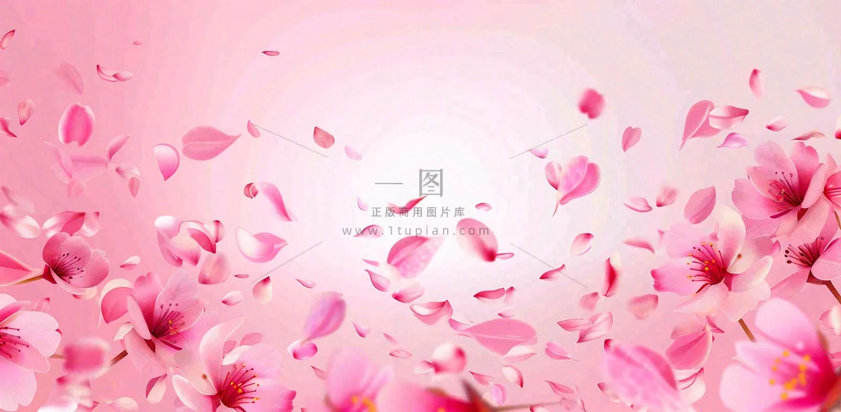 粉色樱花花瓣唯美妇女节春天摄影图