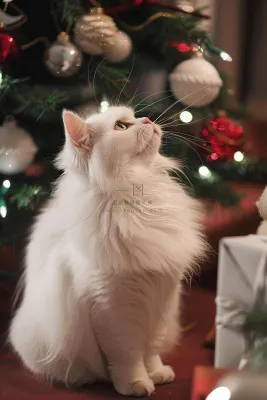 猫咪宠物猫可爱动物摄影图